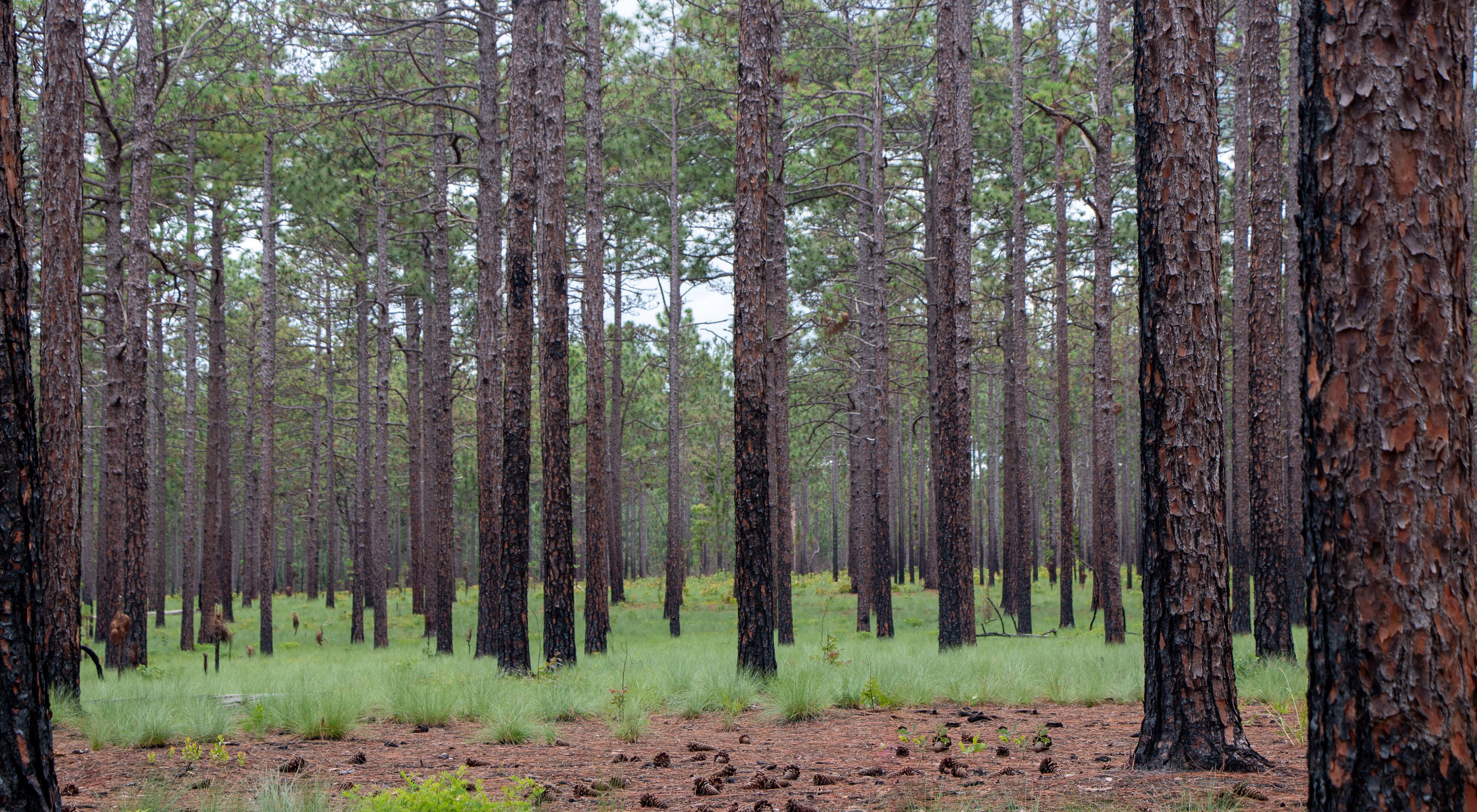 Looking into a forest of tall longleaf pine on a bright day.