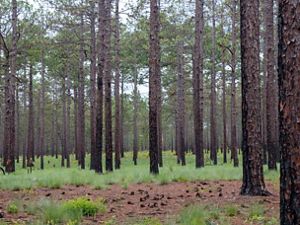 Longleaf pine forest.