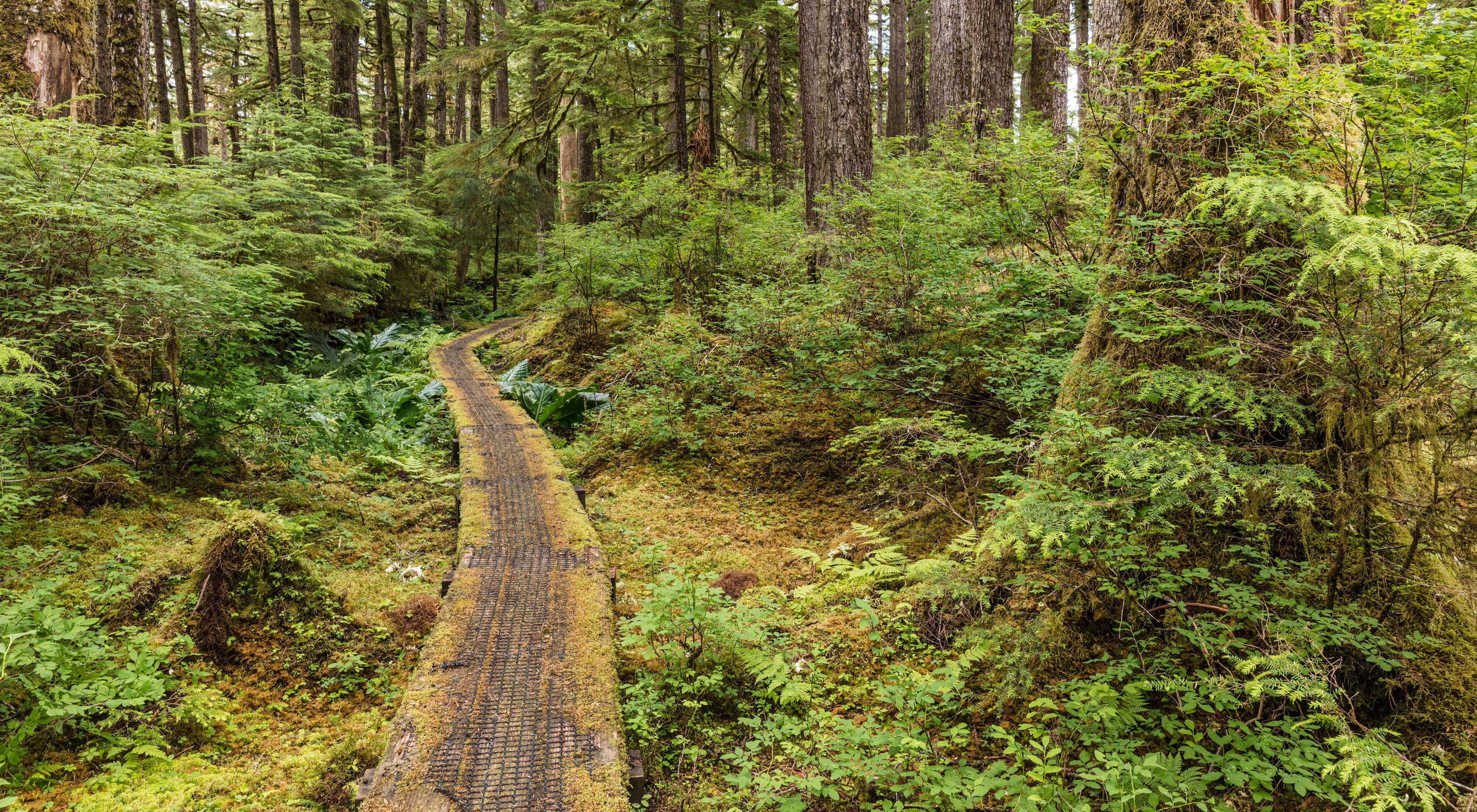 Tongass National Forest SS