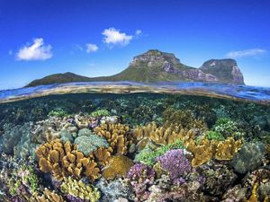 A Revolution in Coral Conservation
