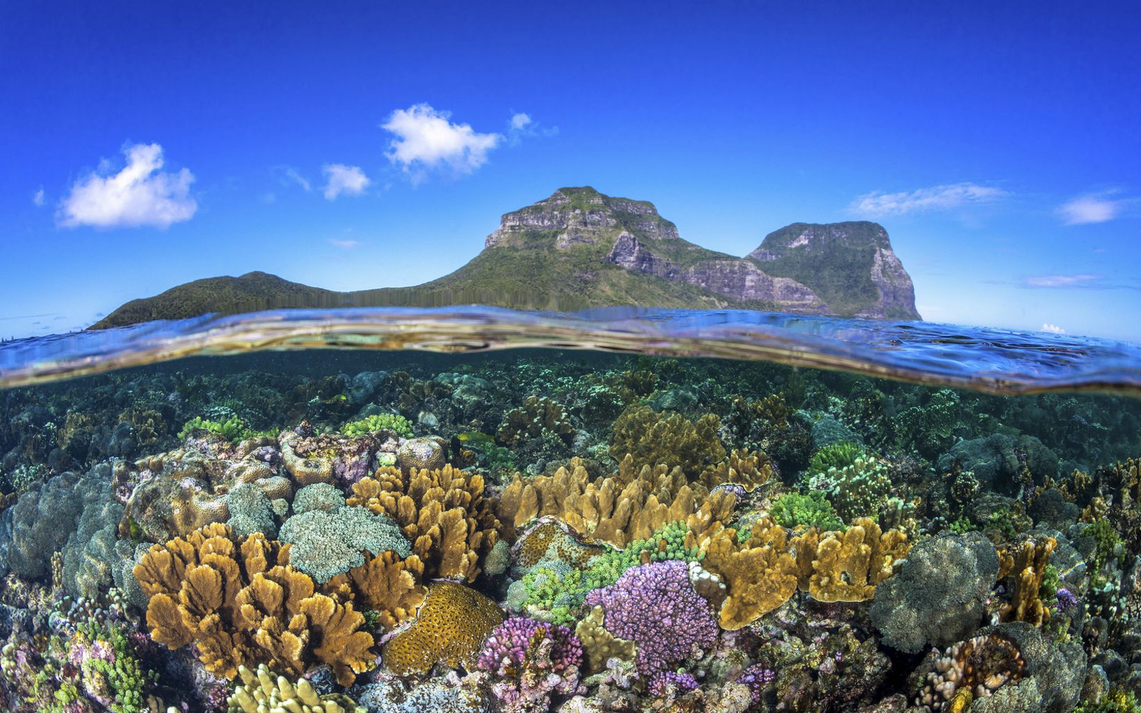 Healthy coral in the lagoon below Mount Gower and Mount Lidgbird on Lord Howe Island. 