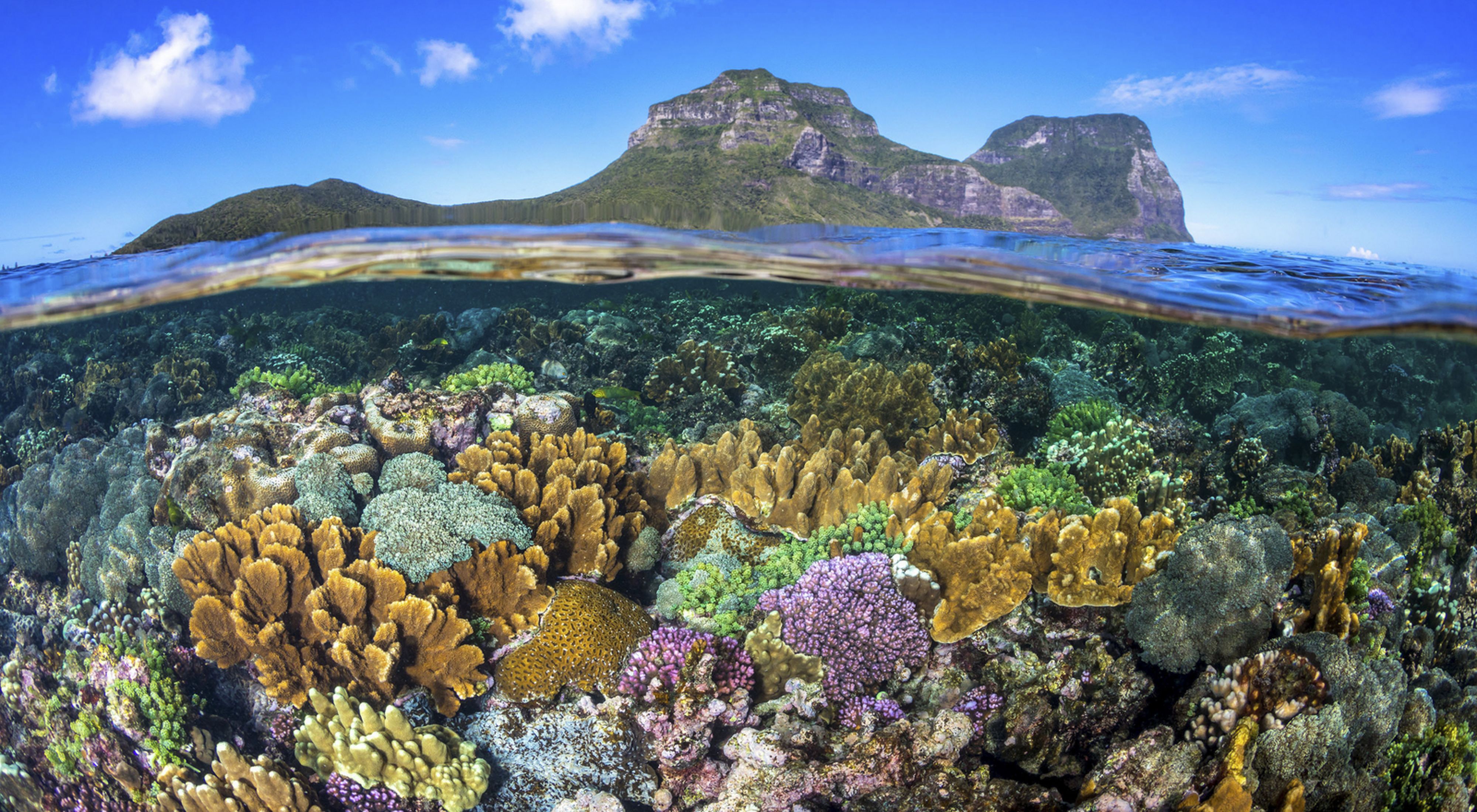 Coral reefs provide important benefits to near-shore systems.