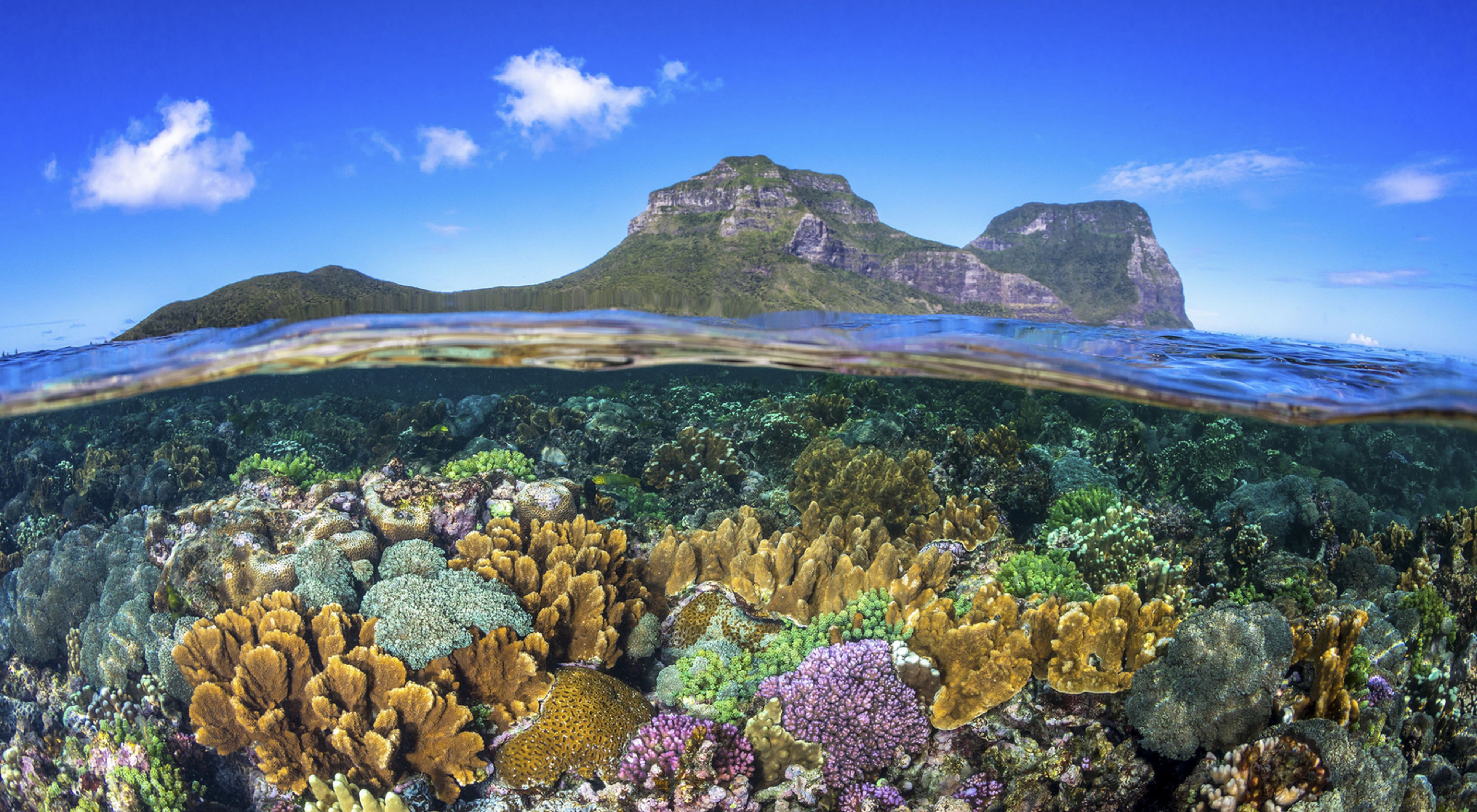 A view half above water showing a mountainous island and half below water showing a colorful, healthy coral reef