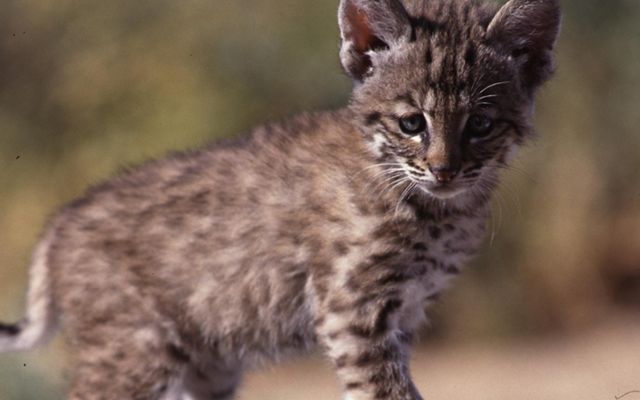 Closeup of a bobcat kitten.