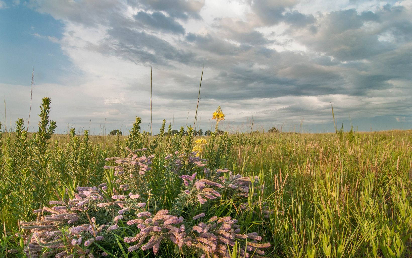 Purple and yellow flowers, seen in summer months, grow amongst green prairie grasses under a partly cloudy sky.