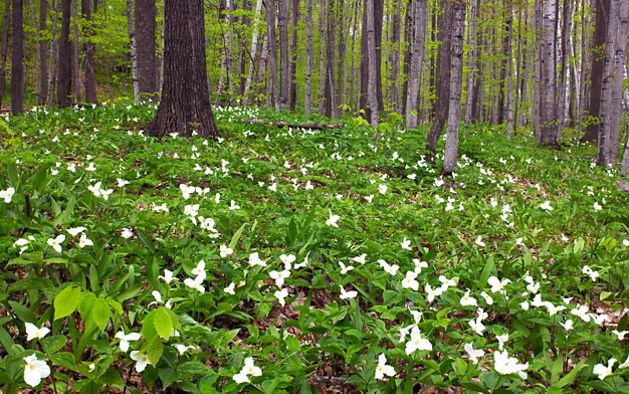 A forest floor covered in white trillium flowers beneath the canopy of trees.