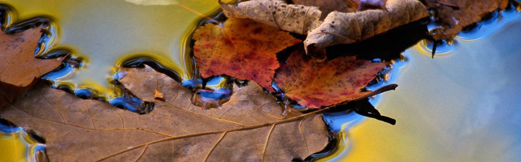 Close-up of fallen leaves floating in water.