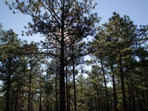 Longleaf pine near Ft. Benning