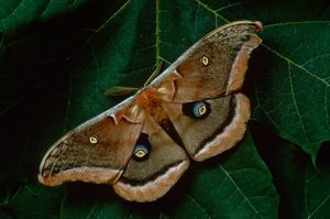 Aggregate more than 72 emperor moth tattoo  thtantai2