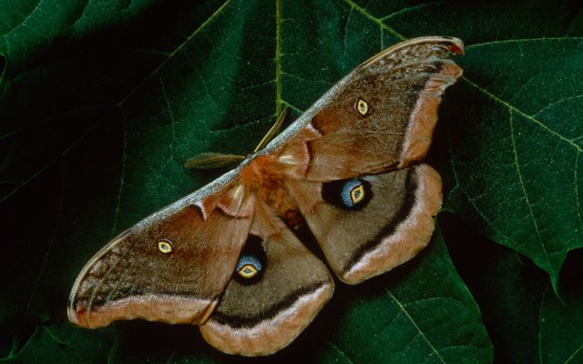 is a member of the Saturniidae family, or giant silk moths. It is a tan colored moth, with an average wingspan of 6 inches.