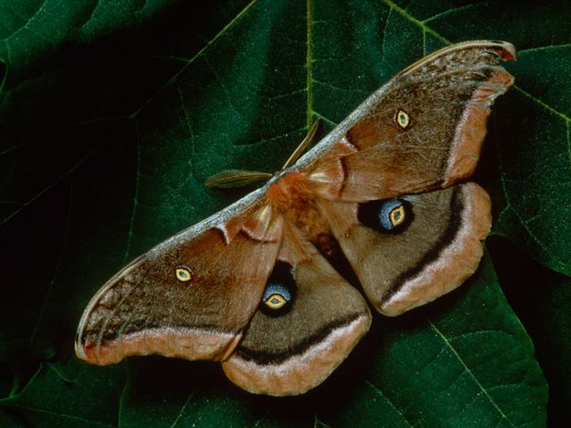 a brown moth with faux eyes on the upper and lower wings.