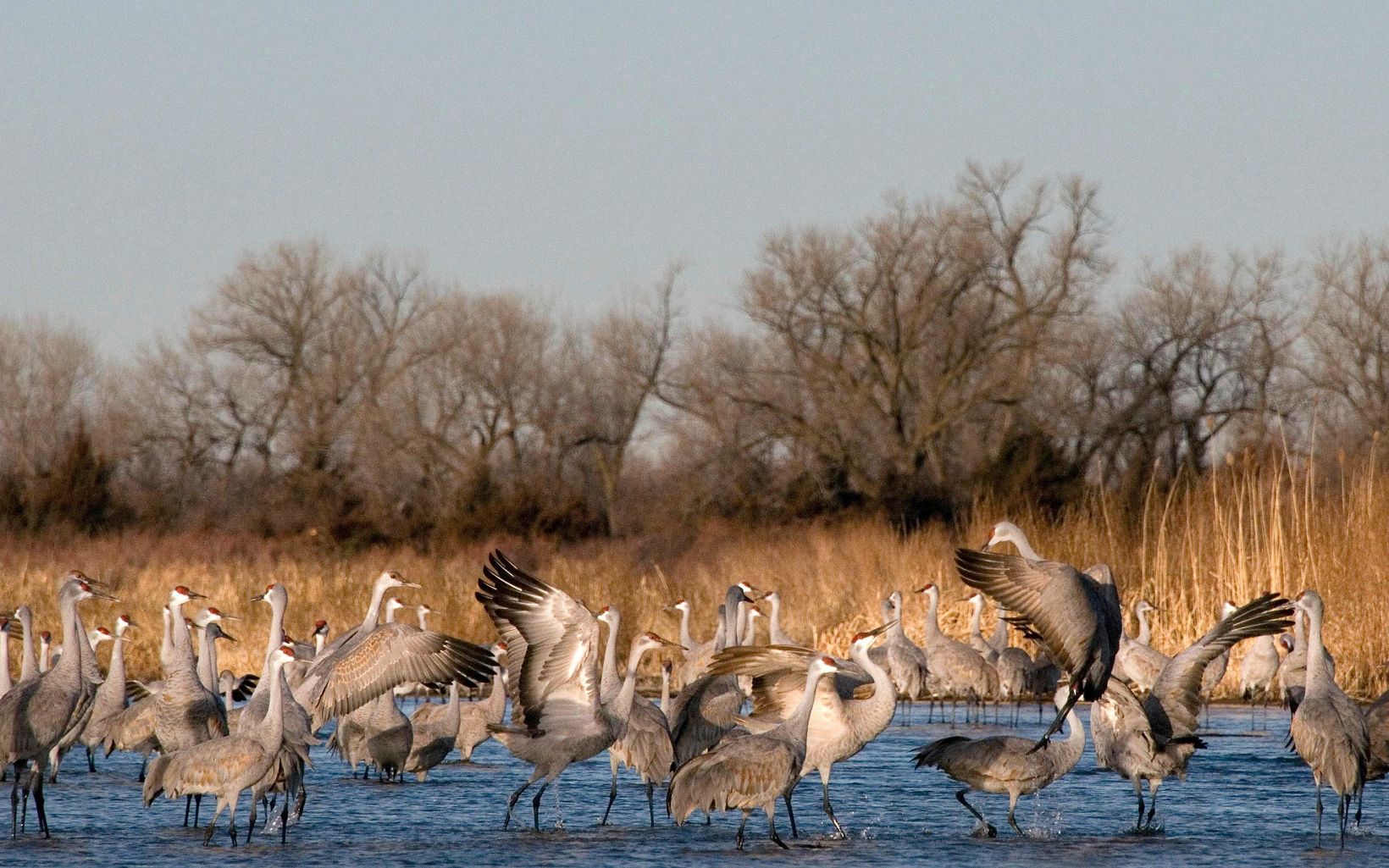 Dozens of sandhill cranes stand in shallow water.