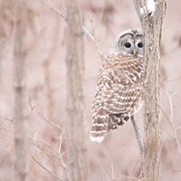 Barred owl's feathers blend into surrounding trees