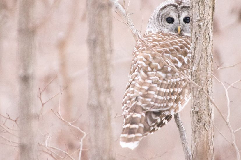 Owl camouflaged among bare branches.