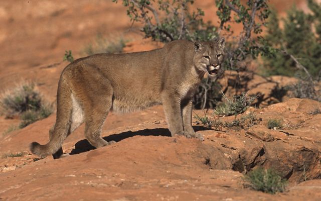 A growling mountain lion stands on red dirt.