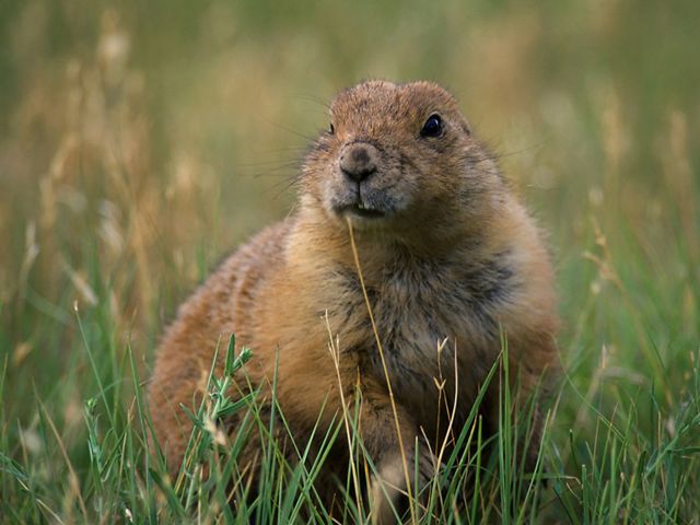 A chubby prairie dog in the grass.