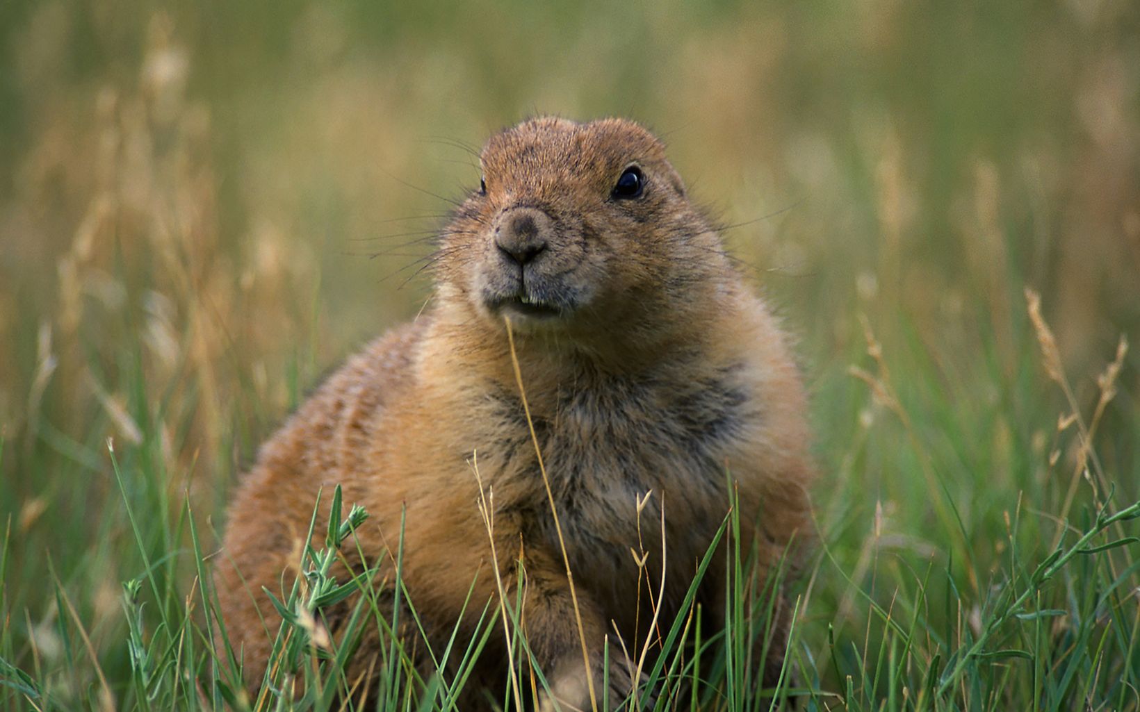 Prairie dog looking angelic in the grass.