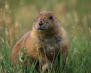 Black-tailed prairie dog (Cynomys hudovicianus)