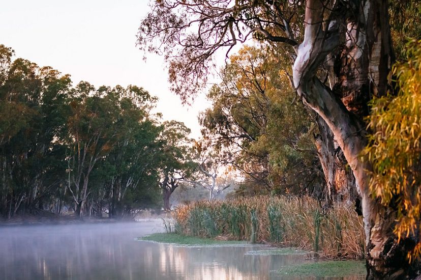 View of Red Gum Trees along the Murray River, Australia.