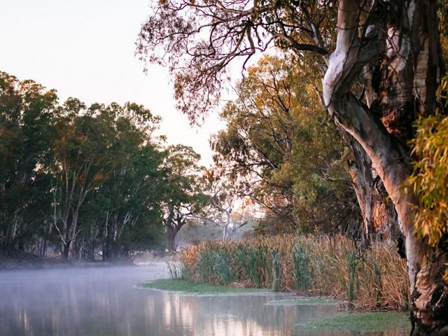 View of Red Gum Trees along the Murray River, Australia.