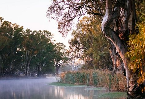 line the bank of Frenchmans Creek at dawn in the Carrs, Capitts and Bunberoo (CCB) Creeks system.
