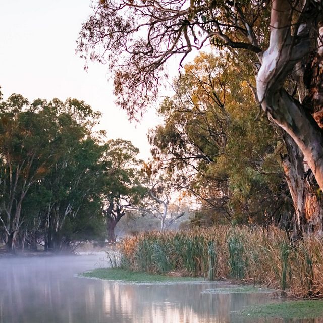 line the bank of Frenchmans Creek at dawn in the Carrs, Capitts and Bunberoo (CCB) Creeks system. 