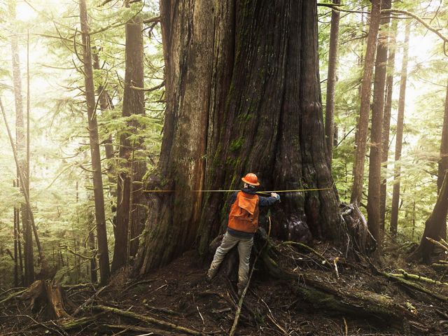 El gerente del bosque mide un cedro rojo occidental de 11 pies de ancho.