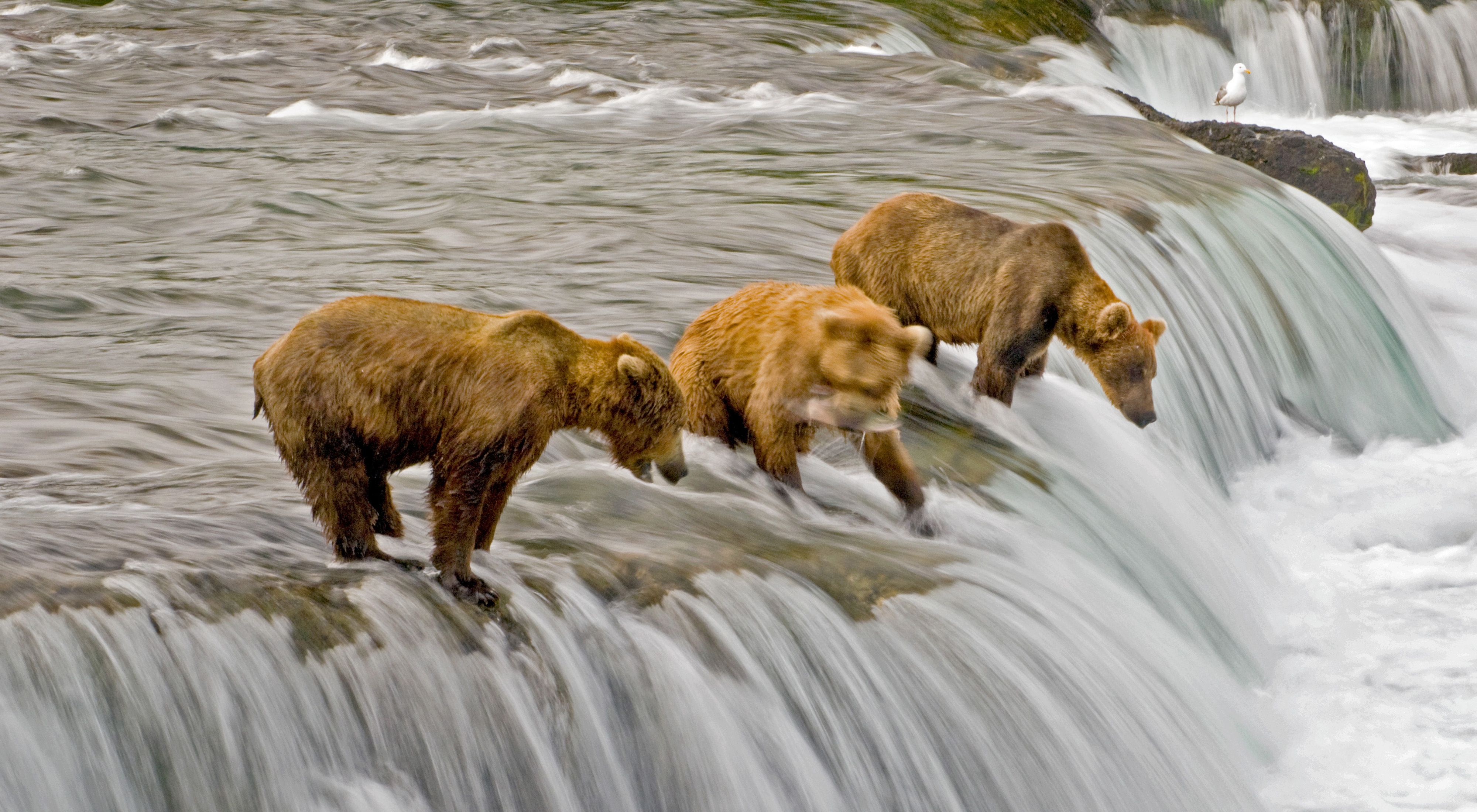 Three brown bears stand at the top of a rushing waterfall in coastal Alaska; the middle bear has a salmon in its mouth.