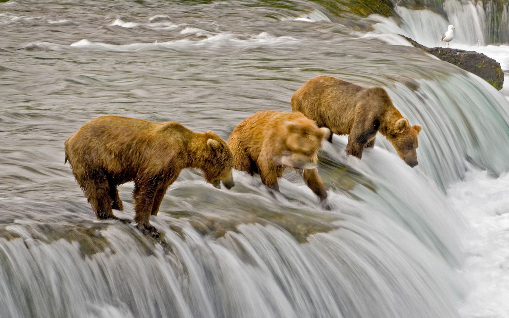 Brown bears fishing for salmon at Brooks Falls, Alaska. © Ami Vitale/The Nature Conservancy