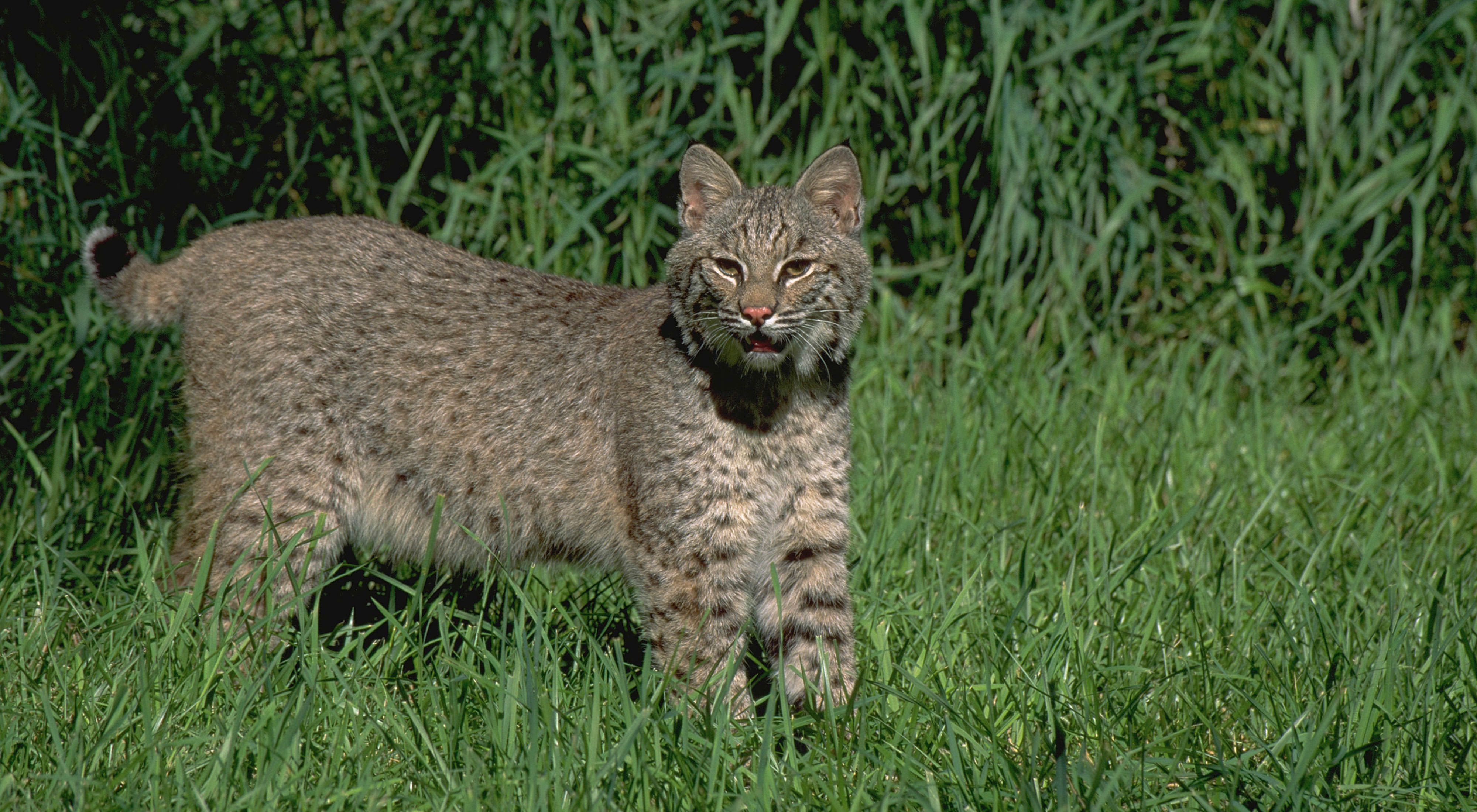 A bobcat stands in tall green grass and looks toward the camera.