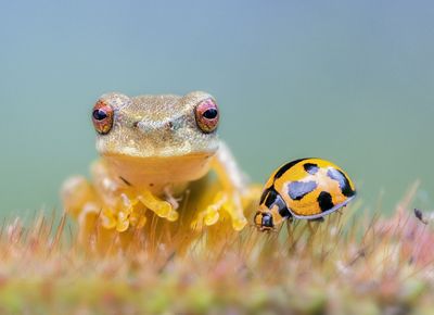 Closeup of a tiny golden frog next to a yellow ladybug.