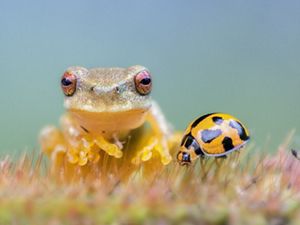 A close-up shot of a frog and a ladybug together.