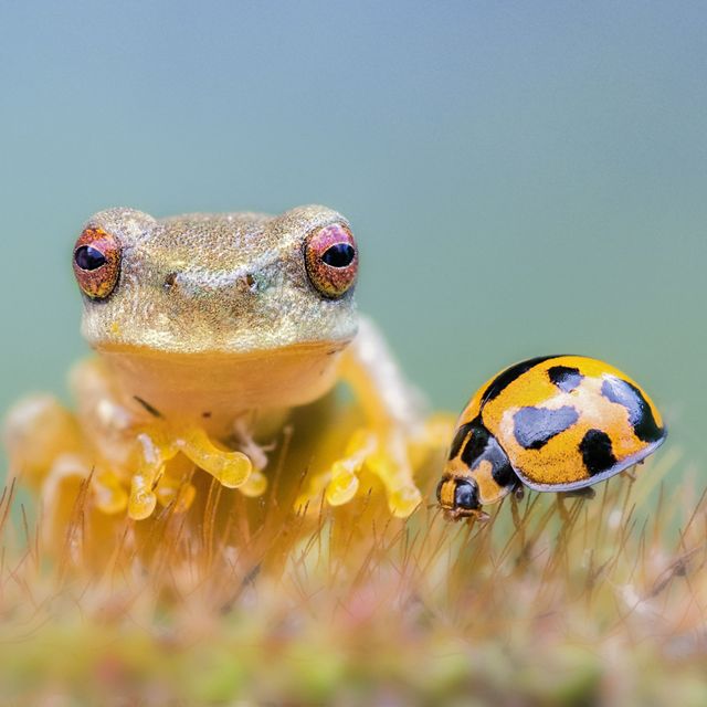 Closeup of a tiny golden frog next to a yellow ladybug.