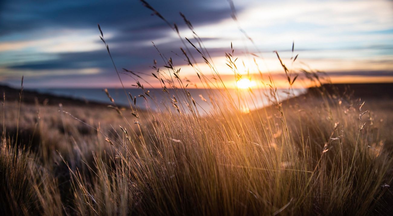 ACTION LANDSCAPES