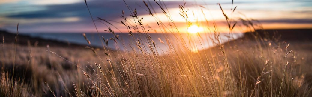 Closeup of thin golden grasses on a hillside with an ocean in the distance at sunset.