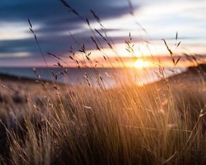 Closeup of golden grasses on a hillside with an ocean in the distance.
