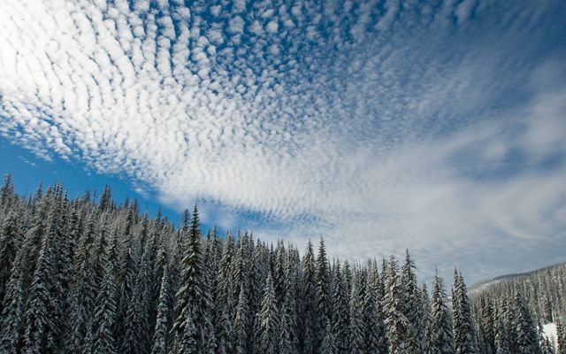 View looking up at a dense conifer forest and the sky above covered in wispy clouds.