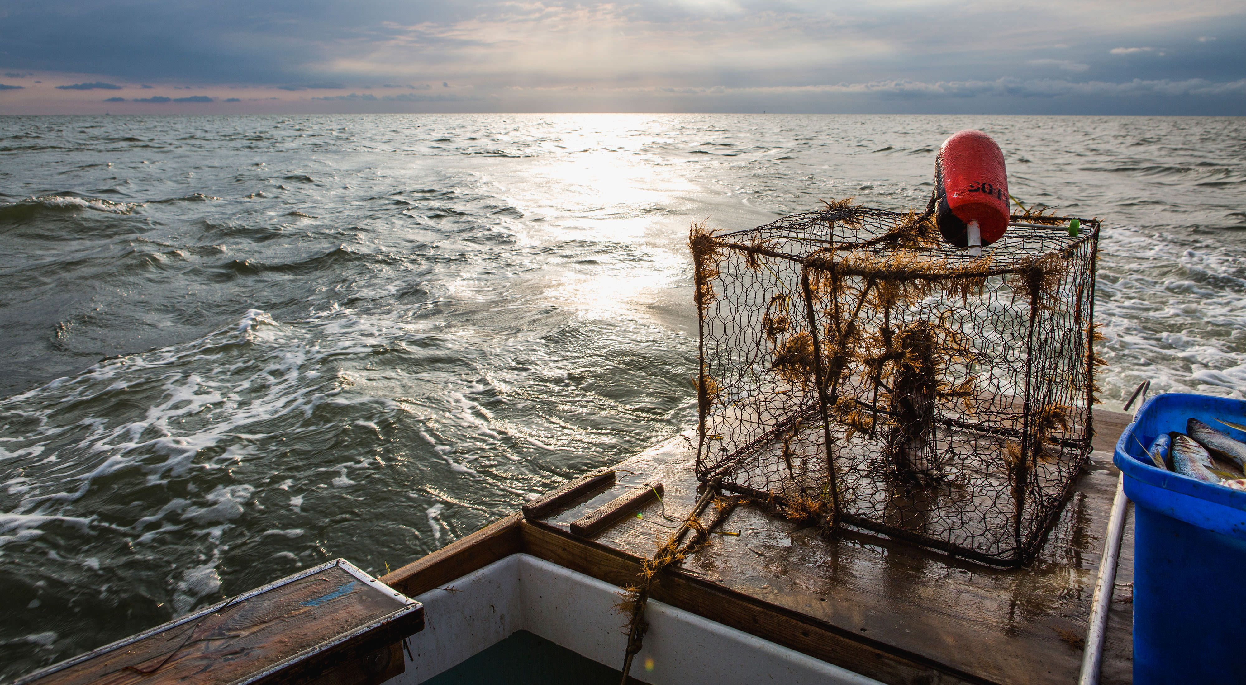 View from the end of a boat looking into the Chesapeake Bay. A small red buoy sits on top of a seaweed covered crab trap. A blue bin containing silver fish sits next to it.