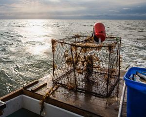 View from the end of a boat looking into the Chesapeake Bay. A small red buoy sits on top of a seaweed covered crab trap. A blue bin containing silver fish sits next to it.