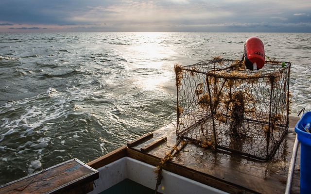 A crab pot covered in seaweed sits on the bow of a boat. An orange float sits on top of it. The sun reflects on the gently rolling Atlantic Ocean in the background.