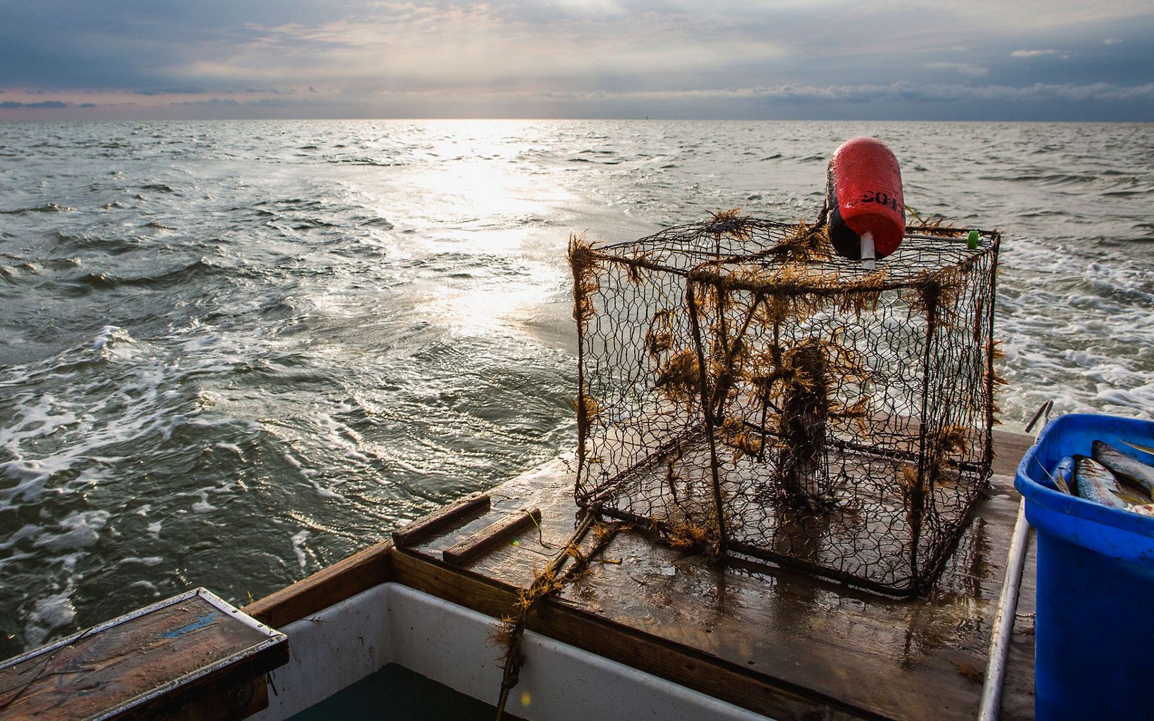 A bucket of fish and a crab cage sit on the back of a boat floating in the Chesapeake Bay.