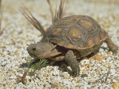 desert-tortoise