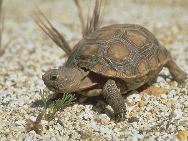 Closeup of a young California desert tortoise.