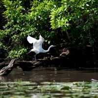An egret takes flight from a log on a river.