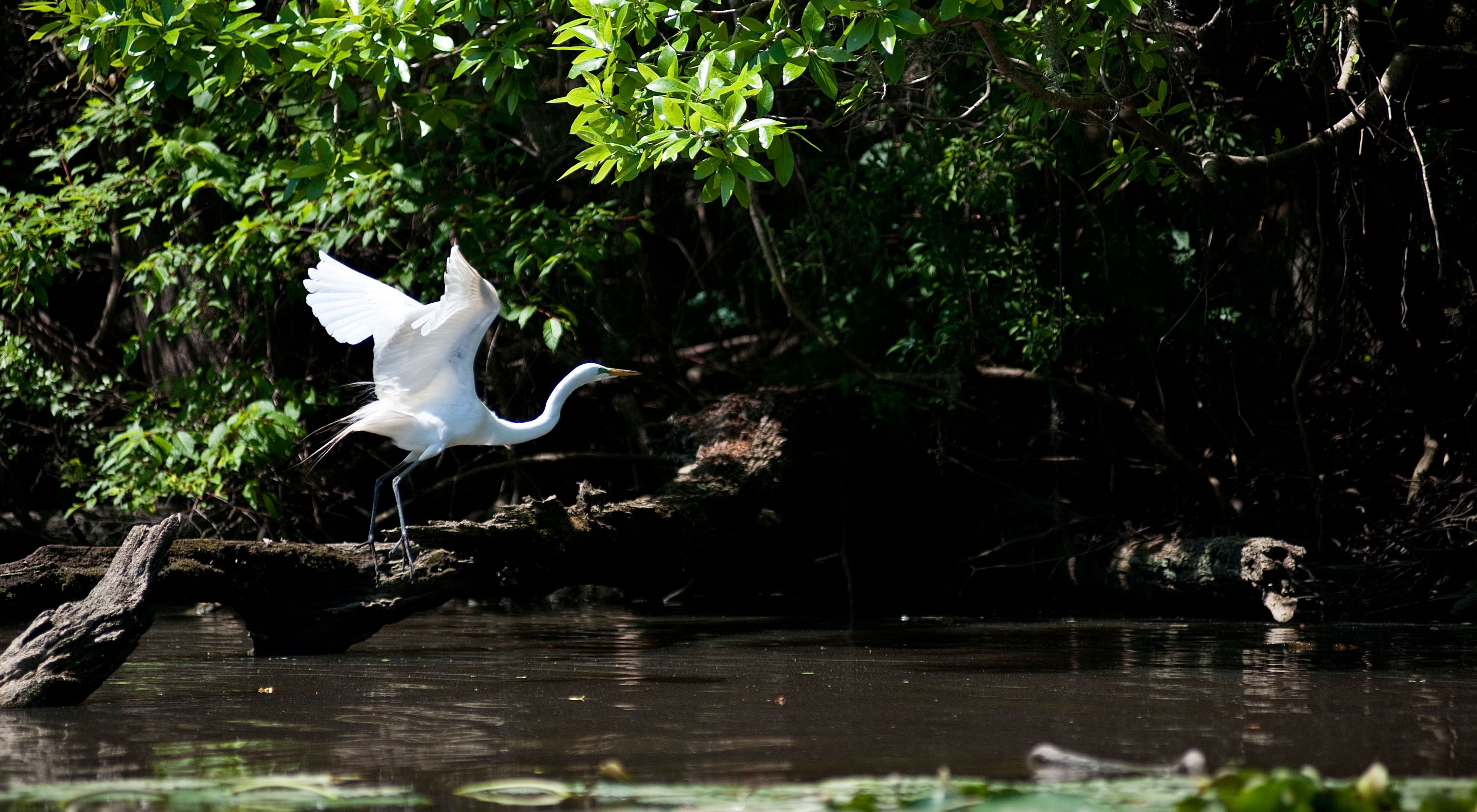 A great egret soars along the shores of the Altamaha River.