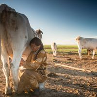 a woman beside a cow milking it