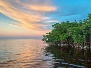 Oysters grow on the mangrove coastline of Charlotte Harbor Estuary near Punta Gorda, Florida located on the Gulf of Mexico. 