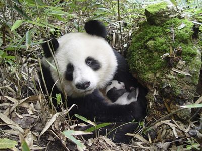 A giant panda holds its cub in a bed of leaves in a forest.