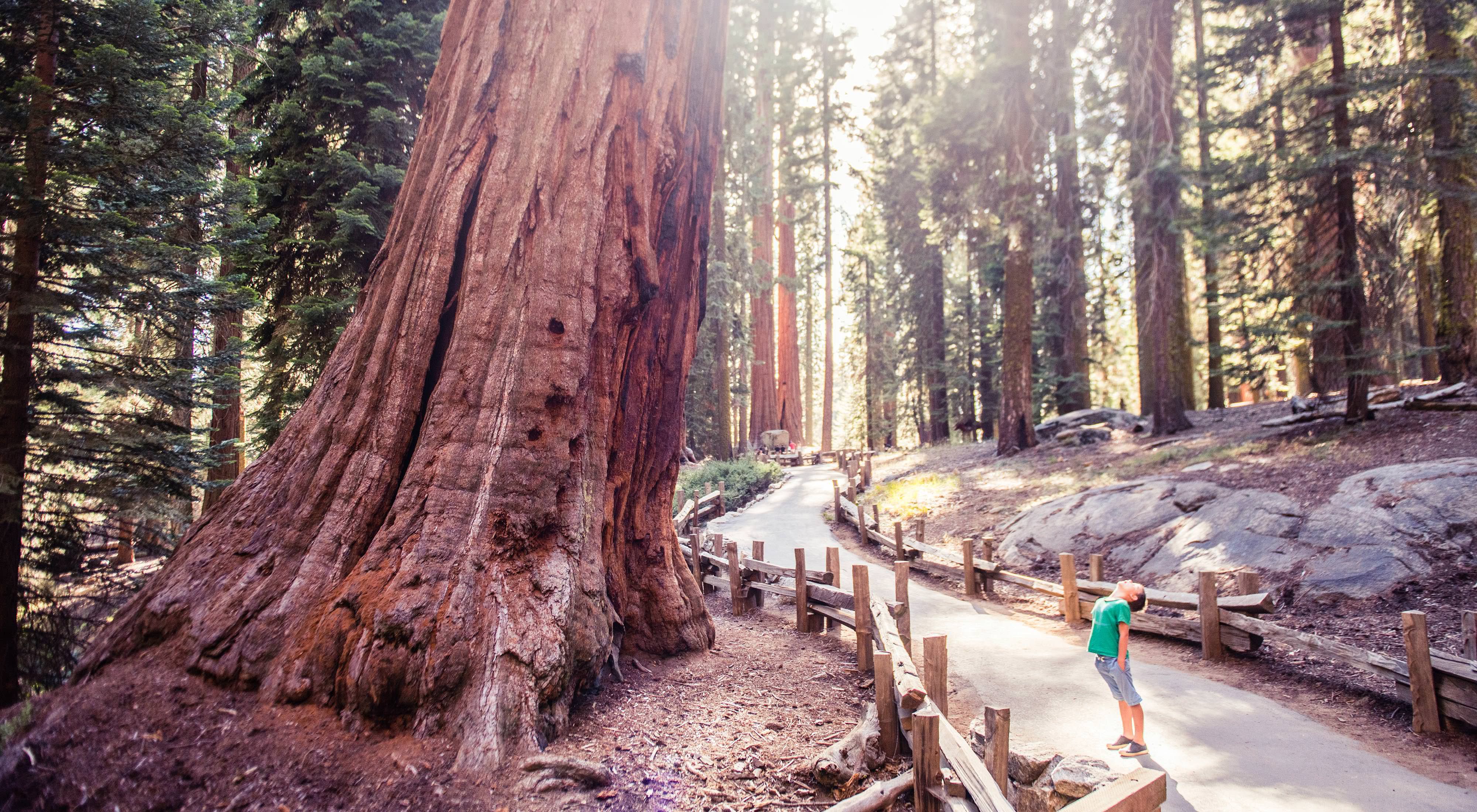  A little boy bends backwards to try to see the top of a sequoia.
