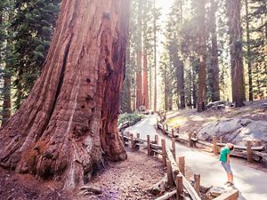 Picture of kid looking at sequoia tree. 